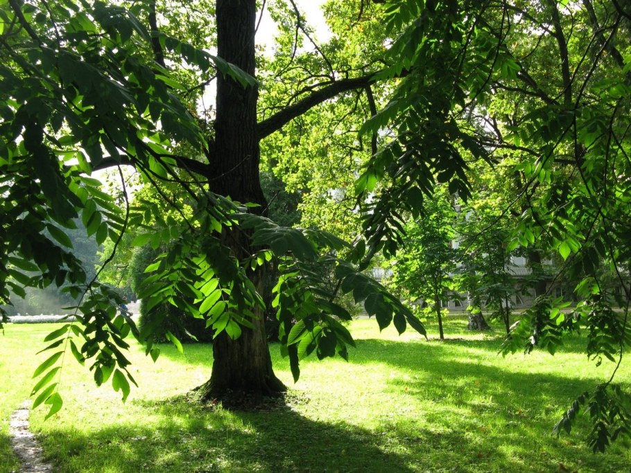 Маньчжурский орех куст