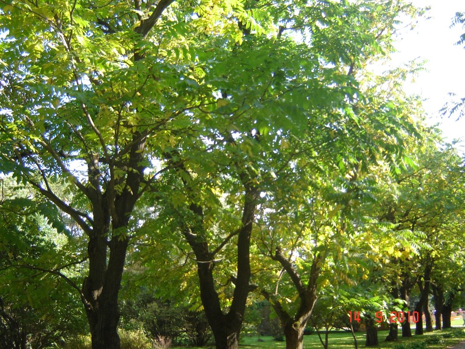 Маньчжурский орех ГБС РАН