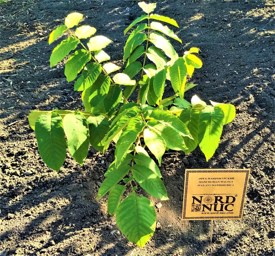 Маньчжурский орех дерево