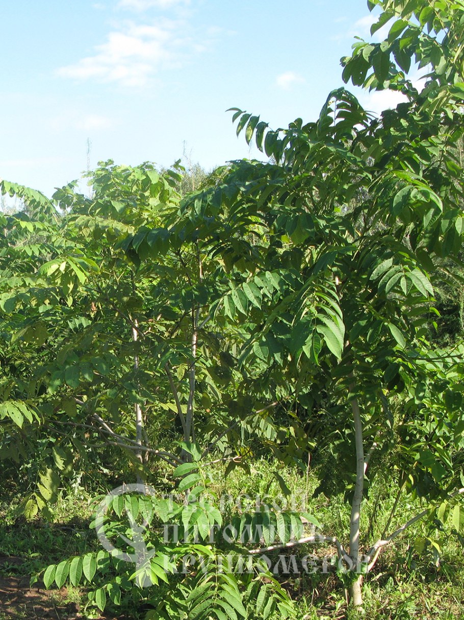 Дальневосточный грецкий орех