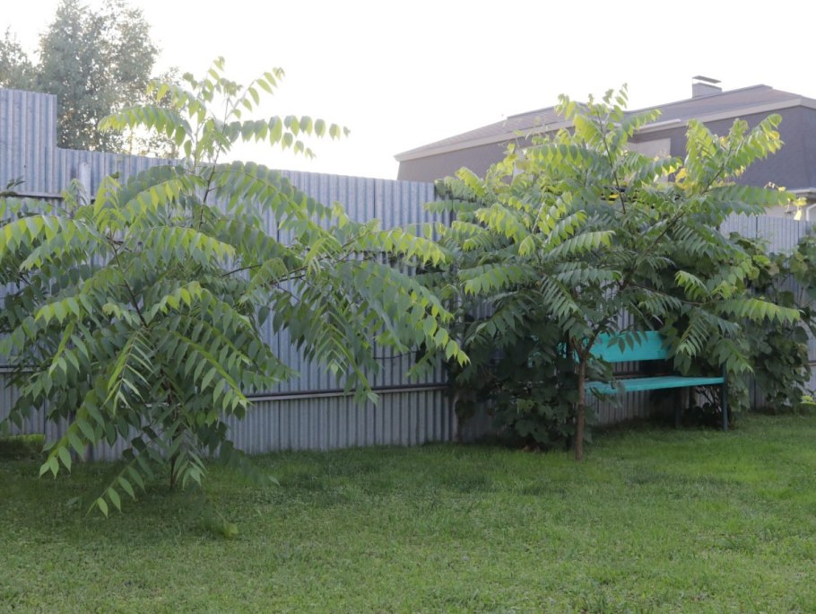 Маньчжурский орех аллея