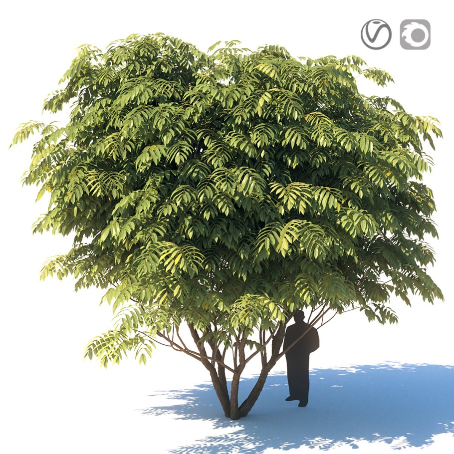 Оре́х маньчжу́рский, (Júglans mandshúrica)