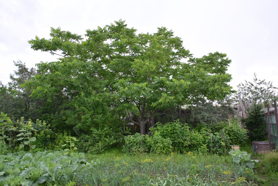 Маньчжурский орех Дальний Восток
