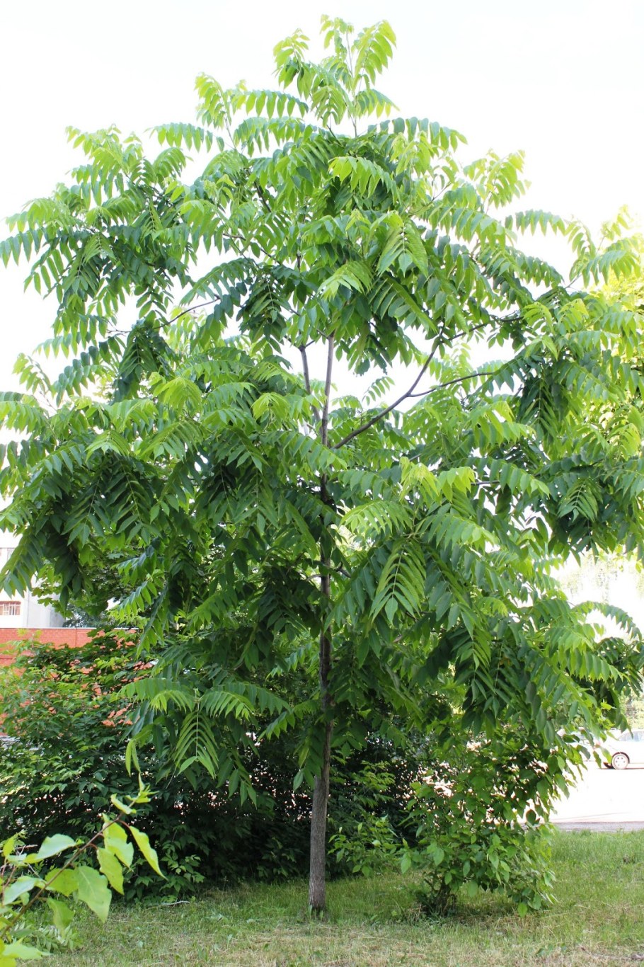 Juglans mandshurica дерево