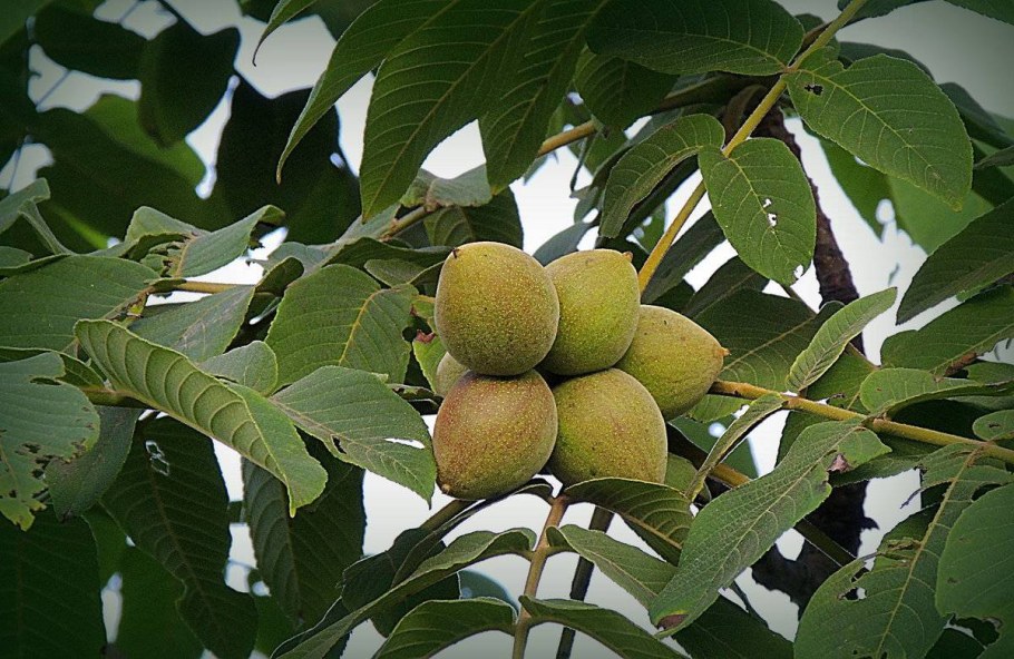 Орех маньчжурский (Juglans mandshurica WRB 180-200)