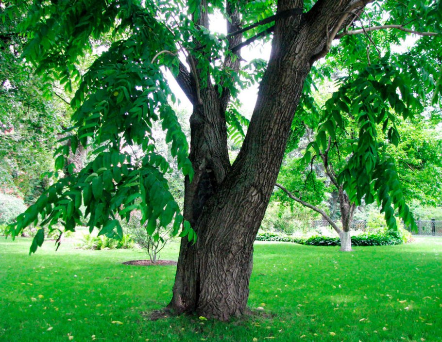 Орех маньчжурский габитус