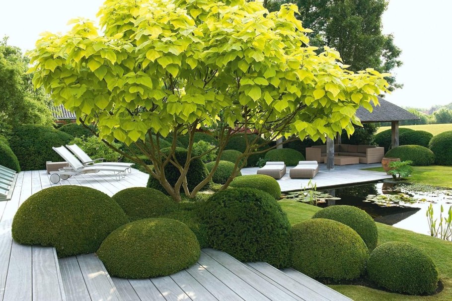 Самшит ниваки