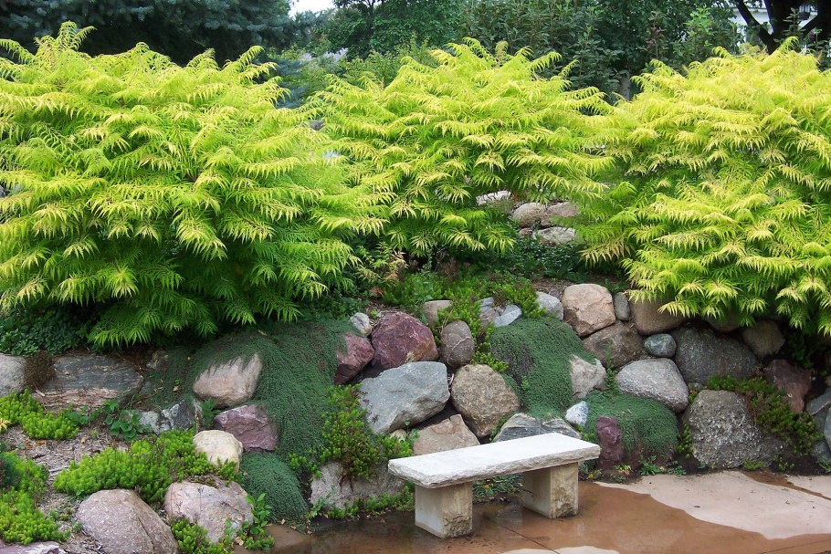 Дёрен ниваки