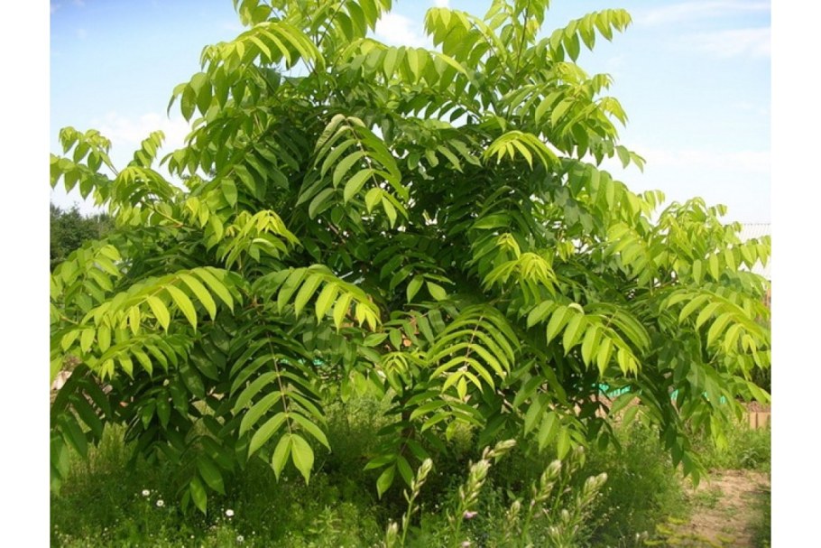 Орех маньчжурский (Júglans mandshúrica)