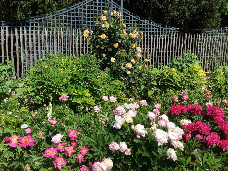 Роза сады Багатель