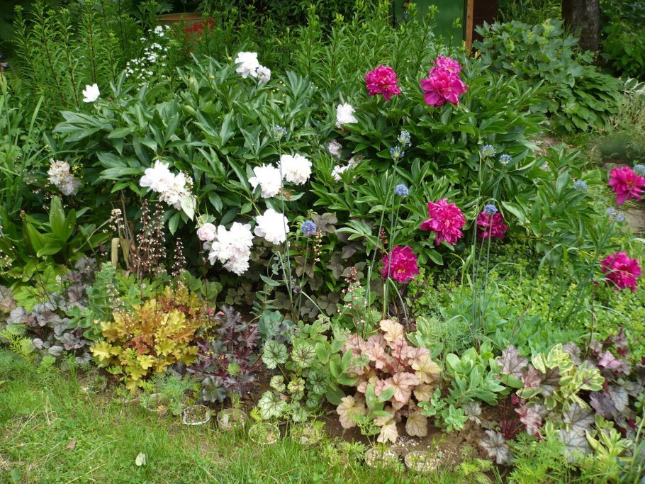 Клумба: розы, Флоксы, гейхеры