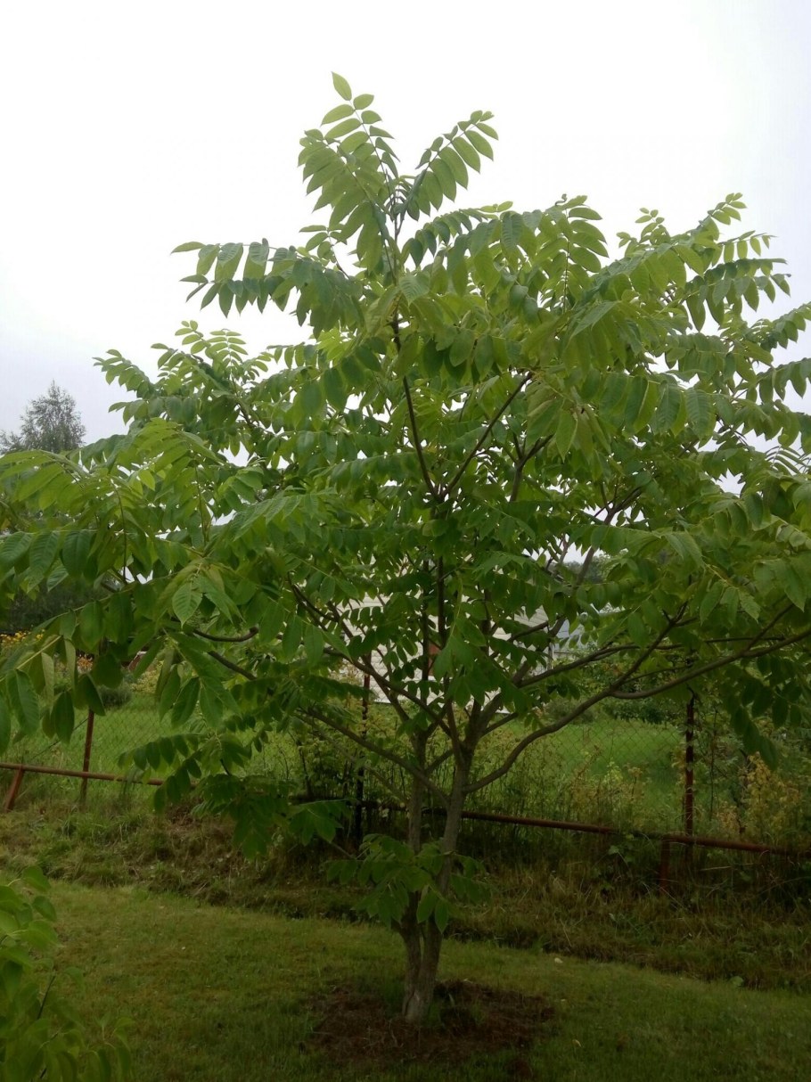 Juglans mandshurica дерево
