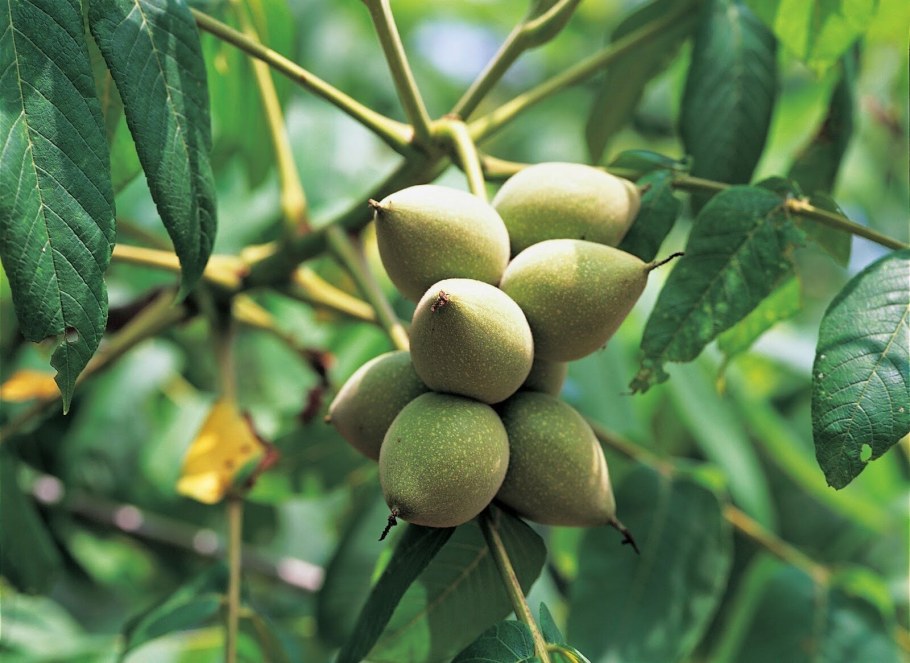 Juglans mandshurica