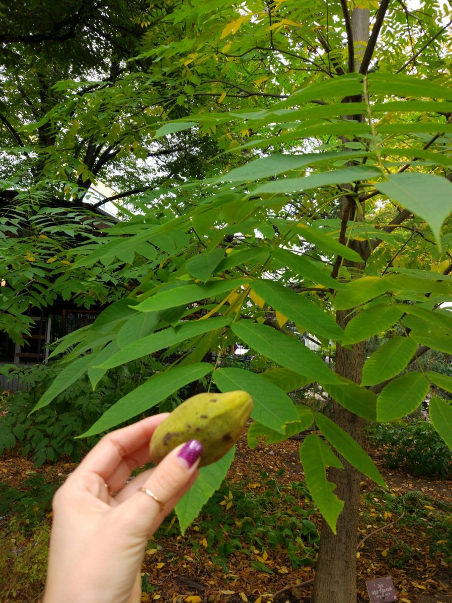 Орех айлантолистный маньчжурский
