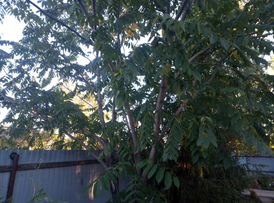 Мартин сад орех маньчжурский многоствольный