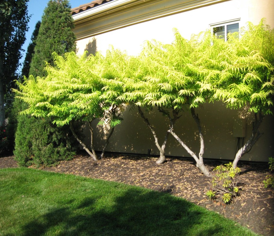 Рябинник ниваки