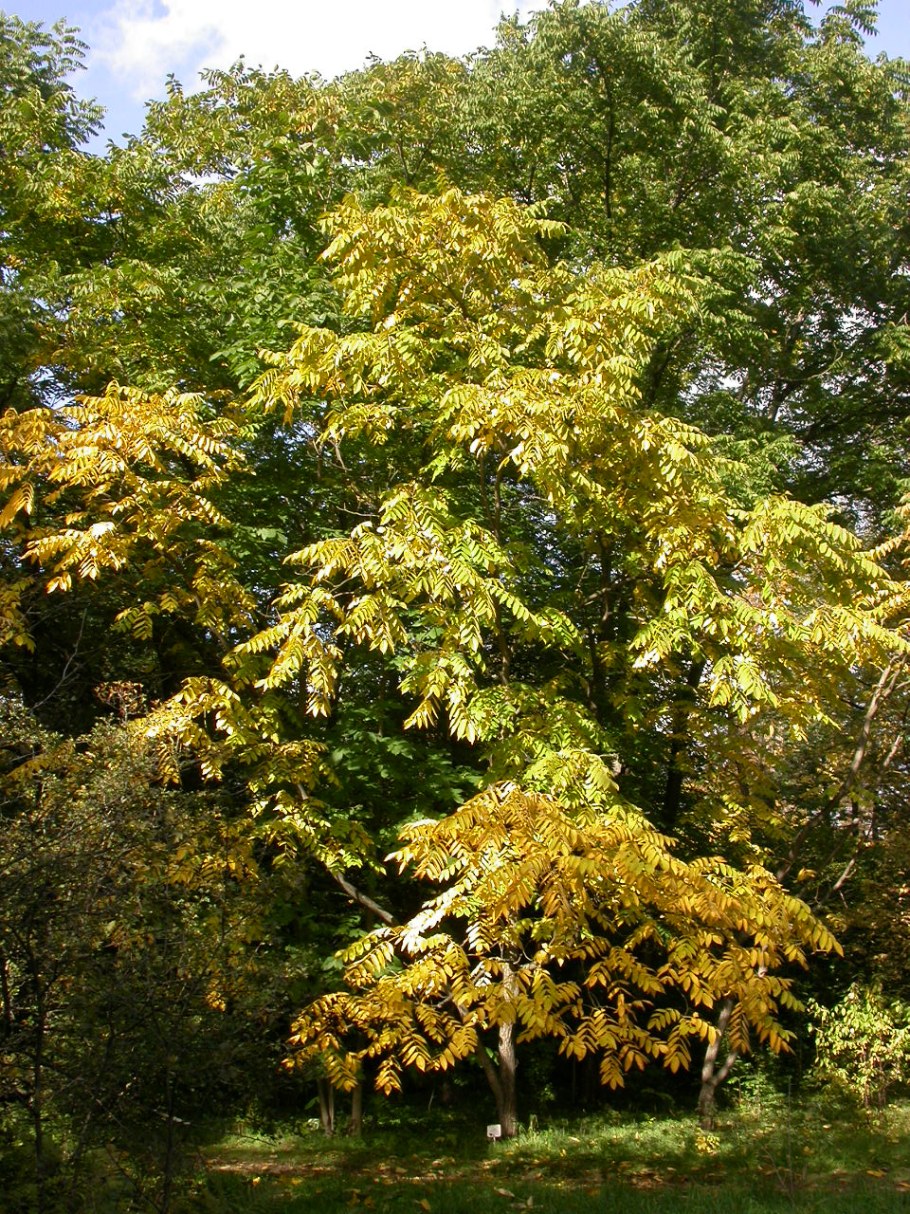 Орешник маньчжурский