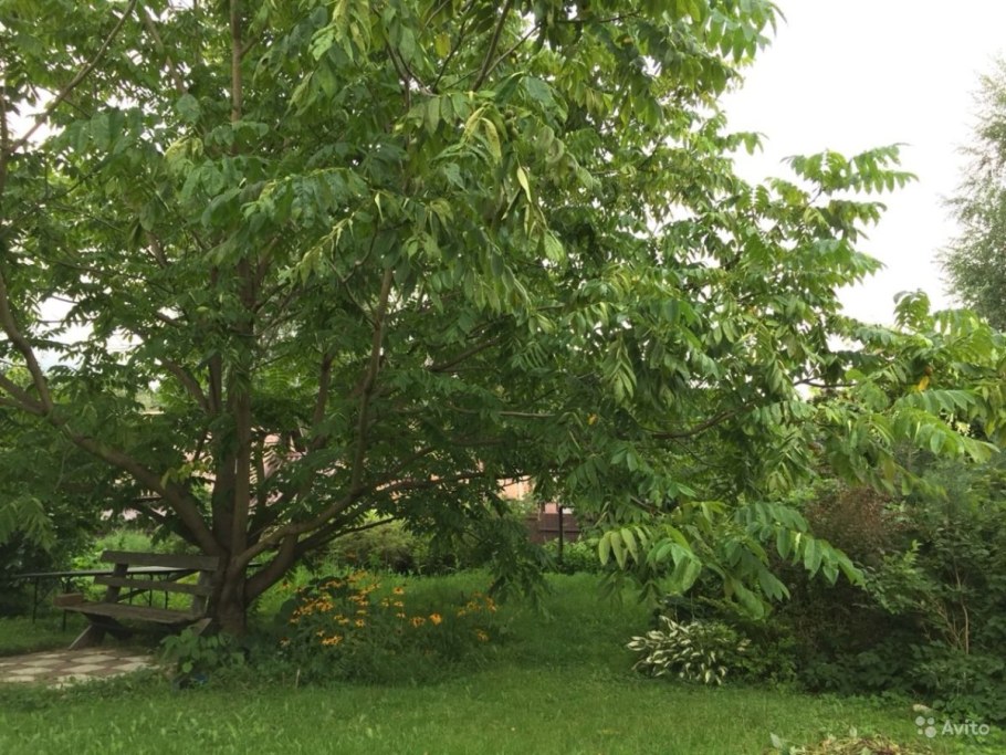 Орех маньчжурский (Juglans mandshurica)