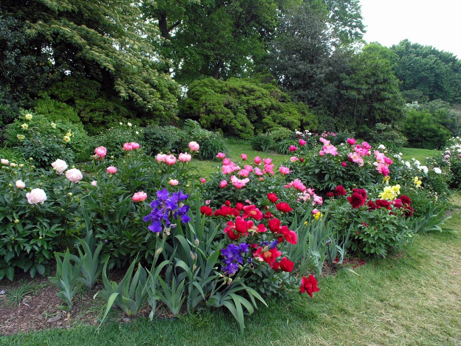 Клумба Флоксы лилейник Хоста