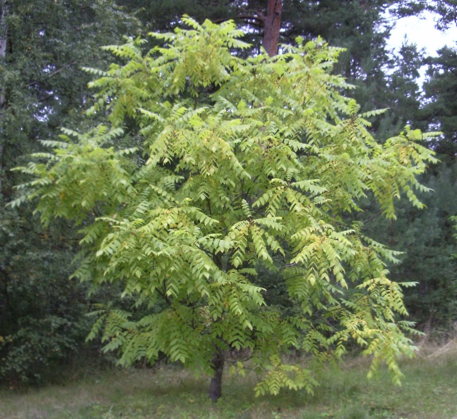 Орех маньчжурский крона