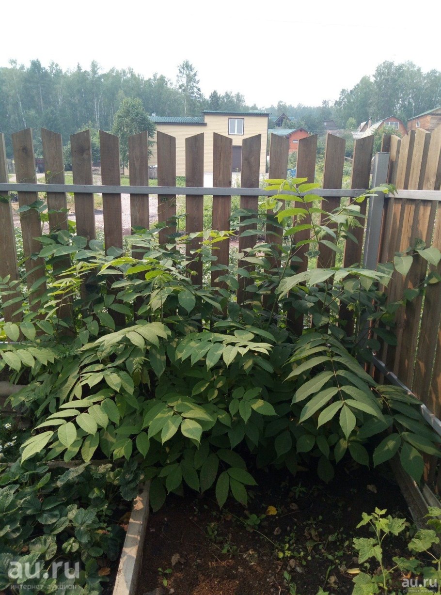 Маньчжурский орех дерево