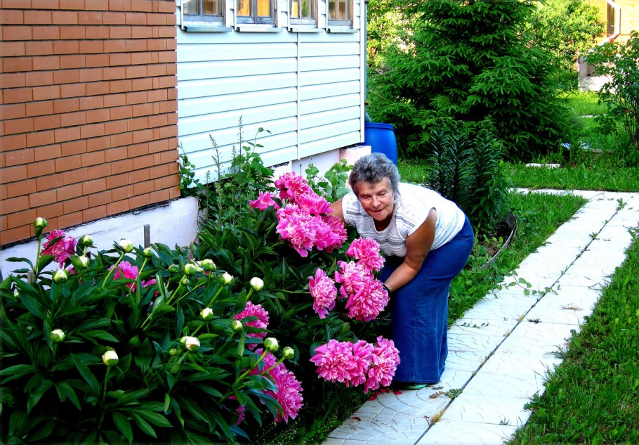 Пион молочноцветковый рабатки