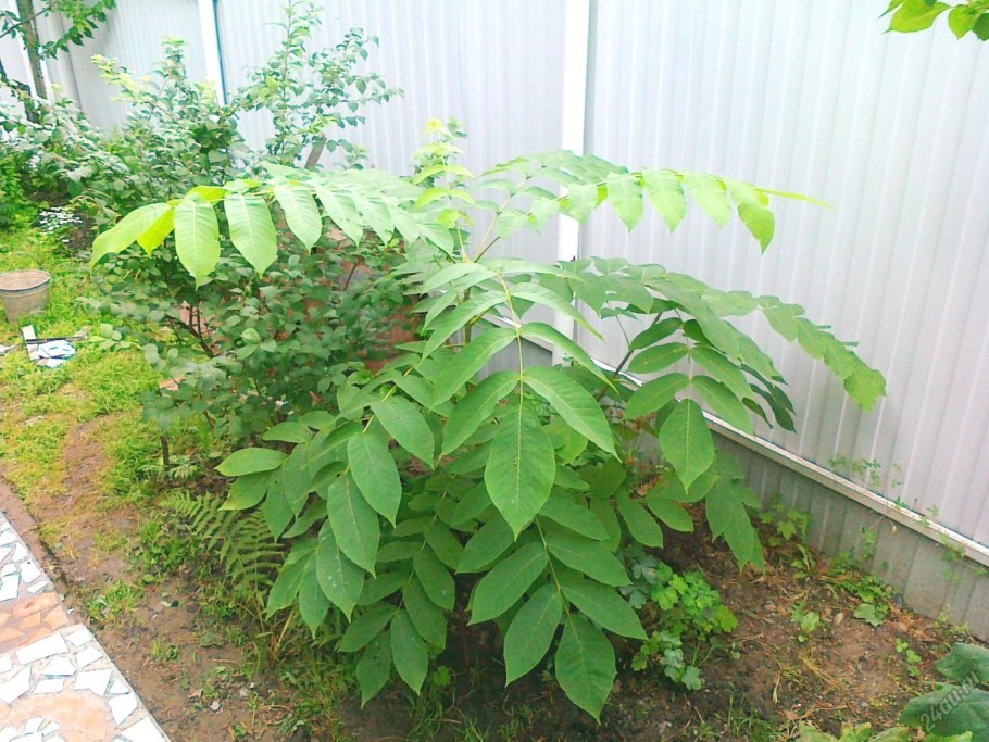 Орех маньчжурский (Juglans nigra l.)