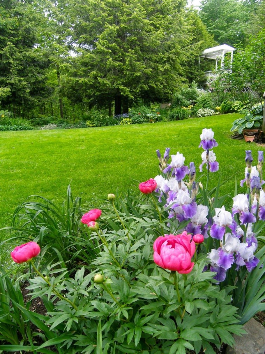 Пионы лилейники ирисы миксбордер
