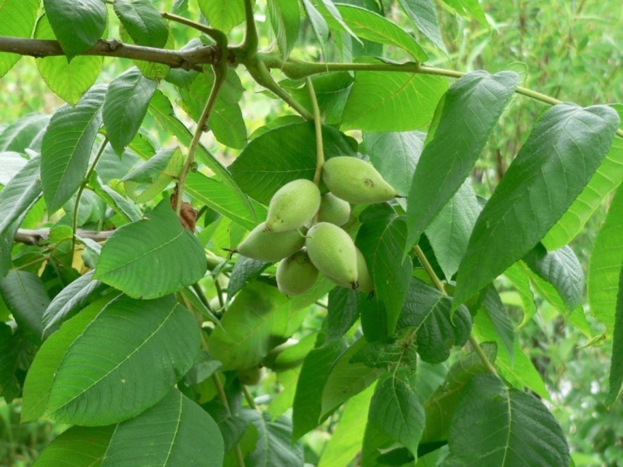 Орех маньчжурский (Juglans nigra l.)