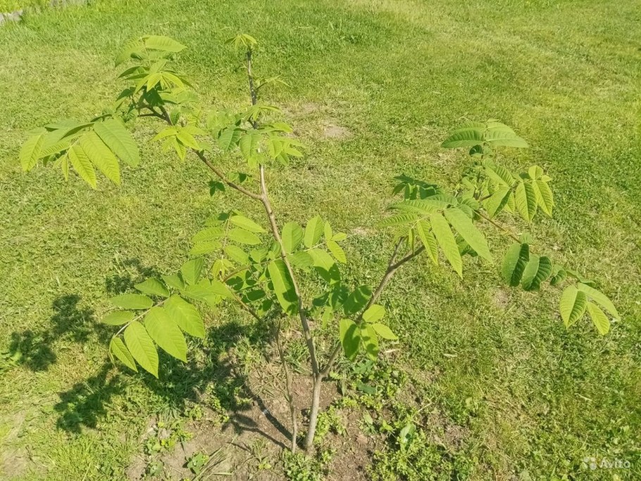 Ясень обыкновенный Плакучий