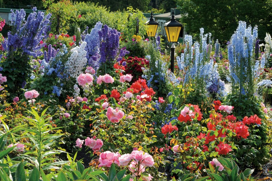 Клумба дельфиниум Люпин Мальва