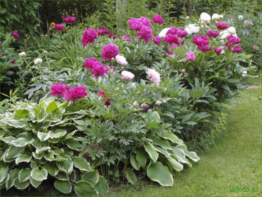 Пионы, Флоксы, лилейники, Хоста