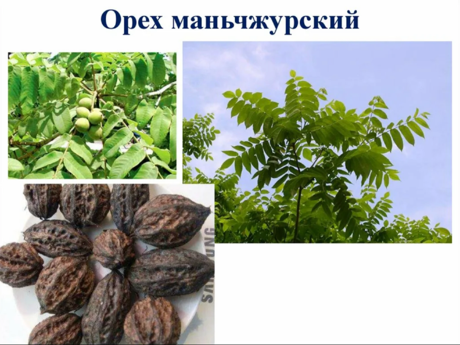 Орех маньчжурский (Juglans mandshurica)