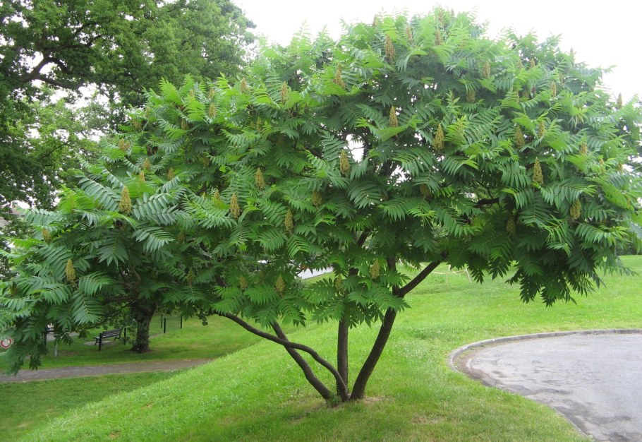 Сумах оленерогий, пушистый, уксусное дерево (Rhus typhina).