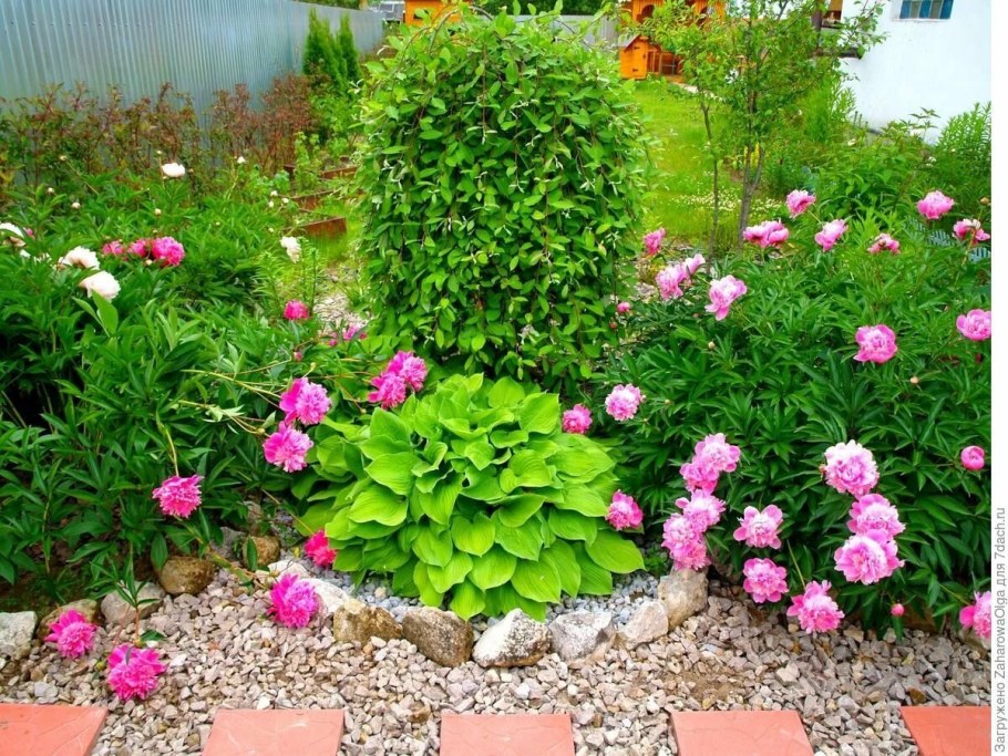 Хоста и пионы в клумбе