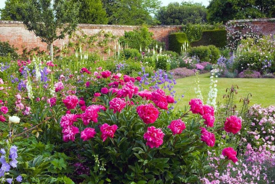 Моноклумба пионы