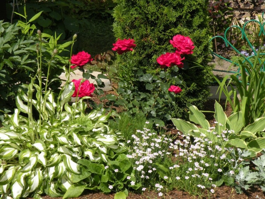 Спирея пионы Хоста