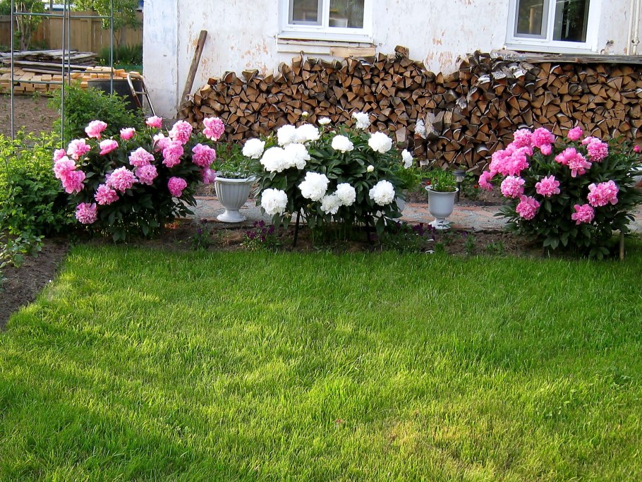 Моноклумба пионы