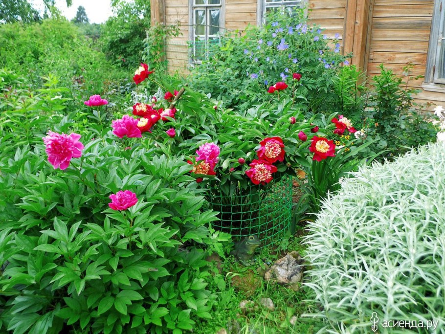 Пион Уайт кэп