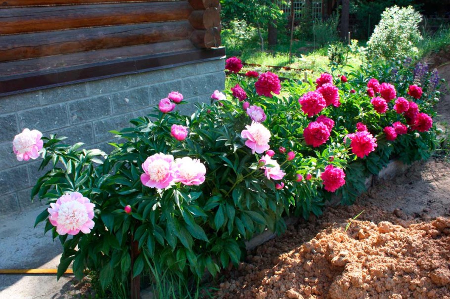 Клумба пионы миндаль