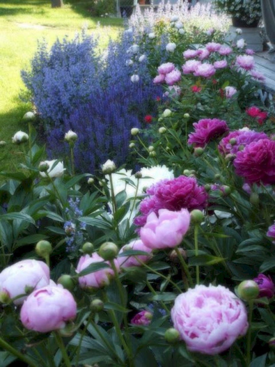 Клумба пион Ирис Хризантема