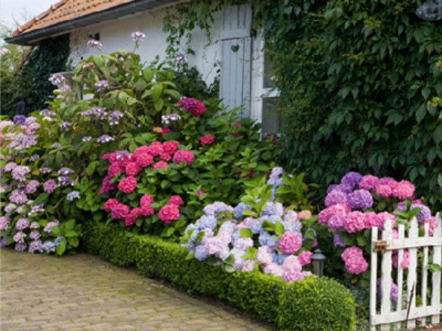 Гортензия Гарден