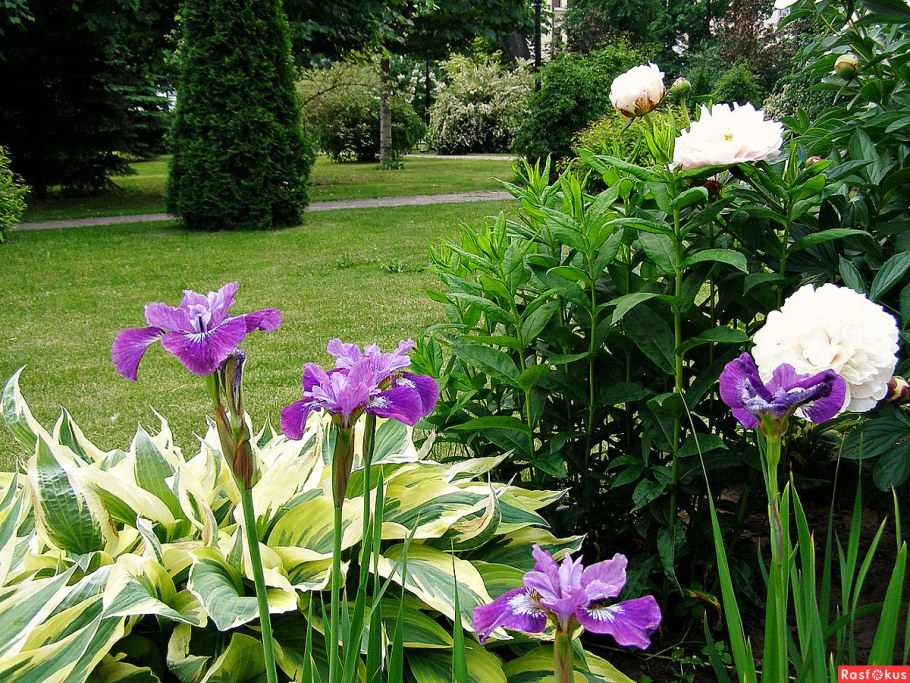 Пион, Хоста,лилейник, ирисы