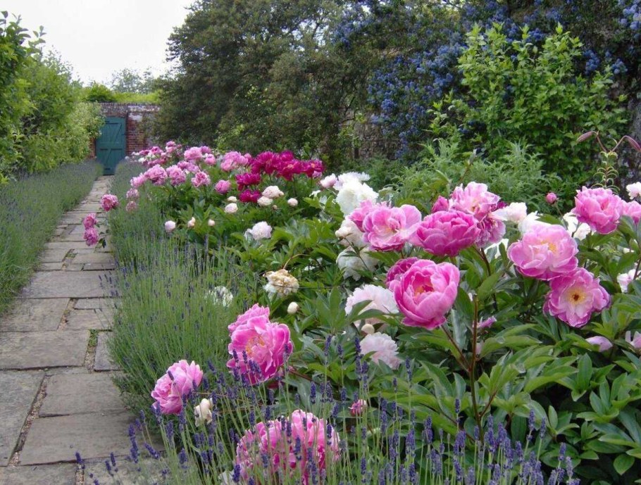 Моноклумба пионы