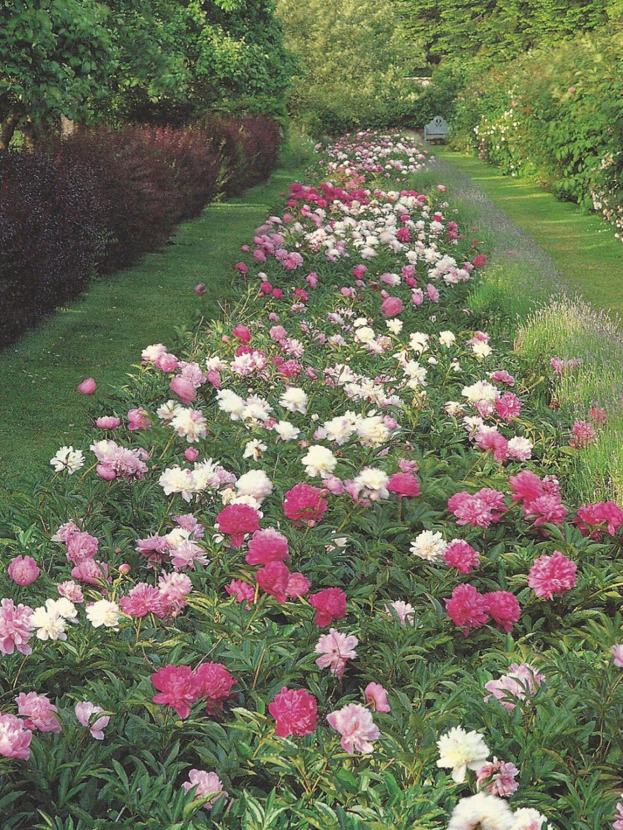 Пион древовидный в миксбордере