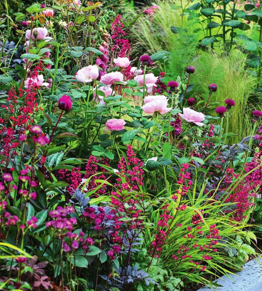 Миксбордер эхинацея тысячелистник