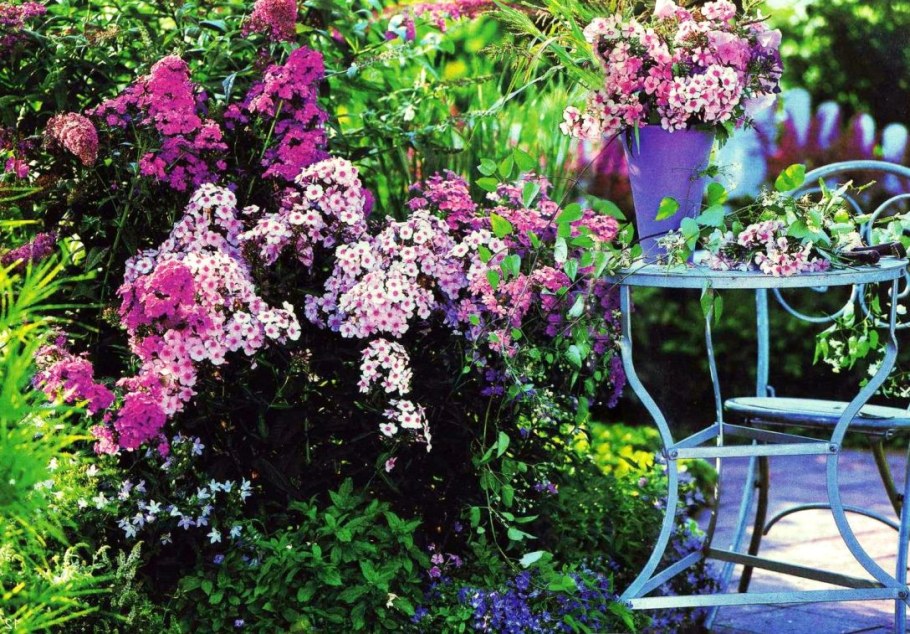 Флокс метельчатый в ландшафте