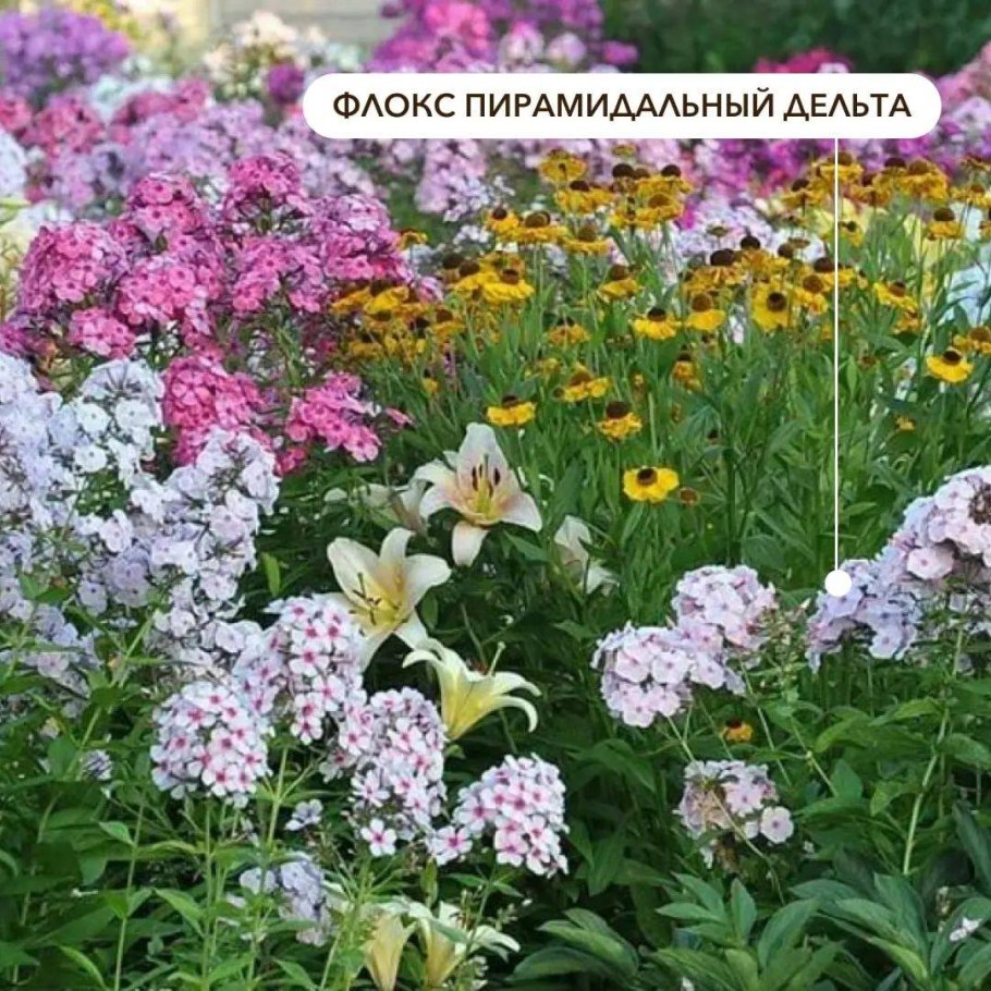 Годеция, Вербена, Флоксы