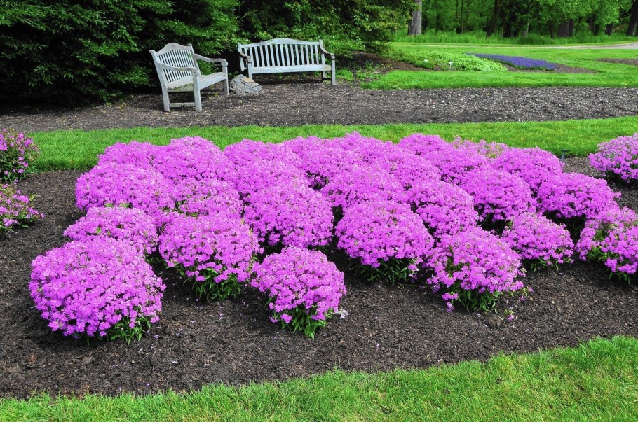 Флокс шиловидный бордюрный