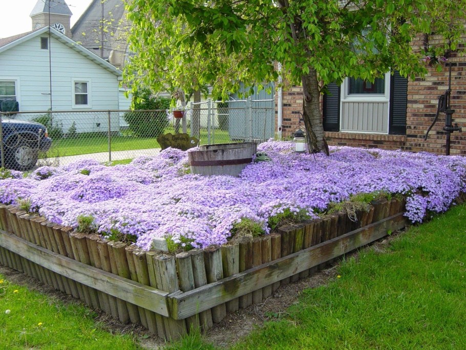 Флокс шиловидный бордюрный